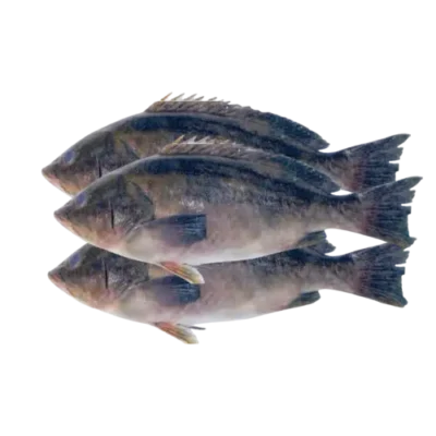 Badèche (Mérou) 1Kg