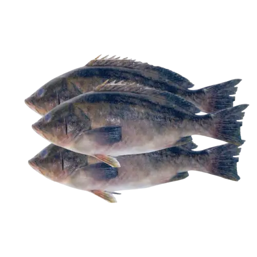 Badèche (Mérou) 1Kg