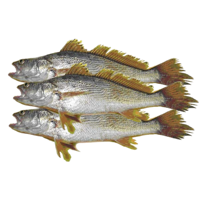 Sicket (Capitaine) 1Kg