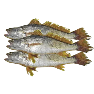 Sicket (Capitaine) 1Kg