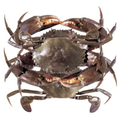 Crabe (Jën-Këb) 1KG