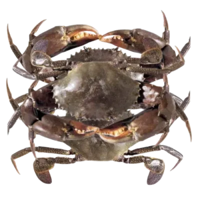 Crabe (Jën-Këb) 1KG