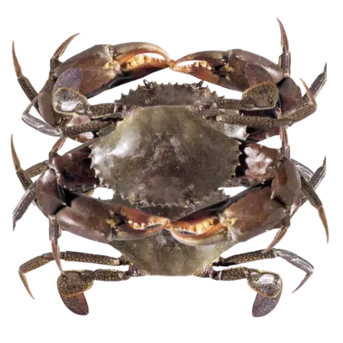 Crabe (Jën-Këb) 1KG