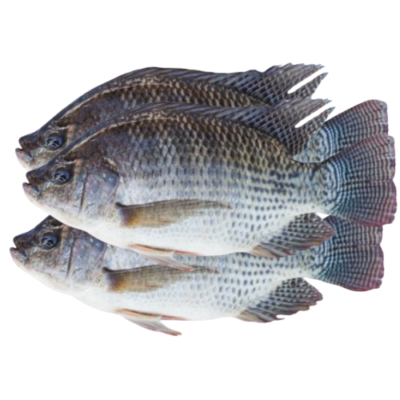 Tilapia (Wass) 1kg