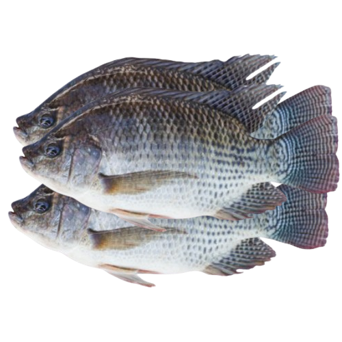 Tilapia (Wass) 1kg