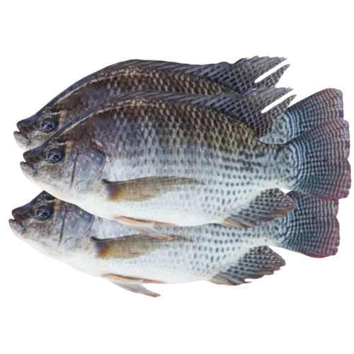 Tilapia (Wass) 1kg