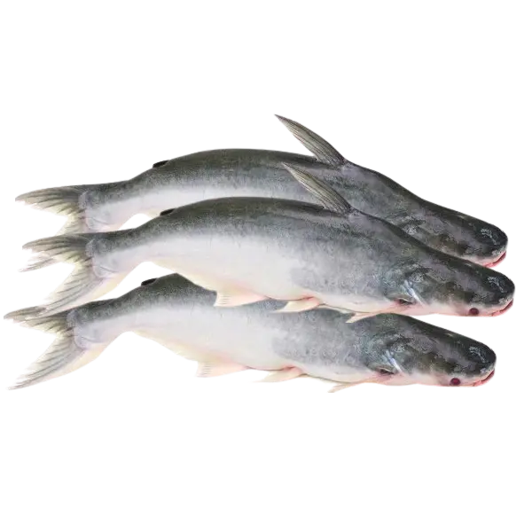 Todjie 1kg