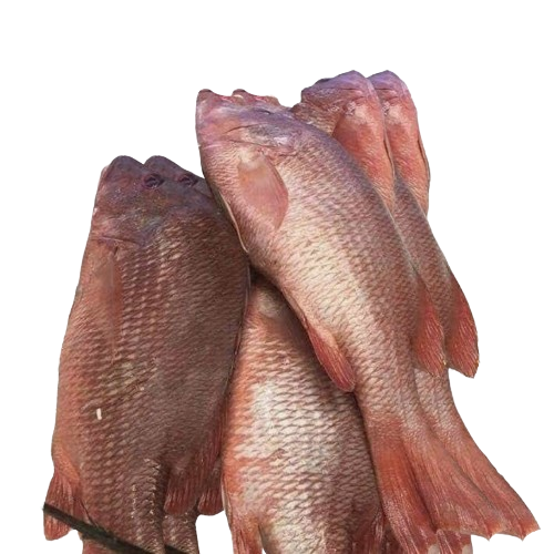 Design_sans_titre_1_-removebg-preview