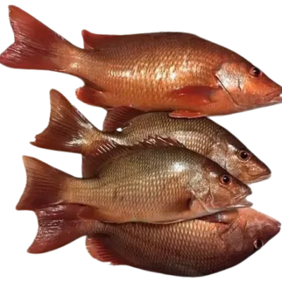 Yakh 1Kg