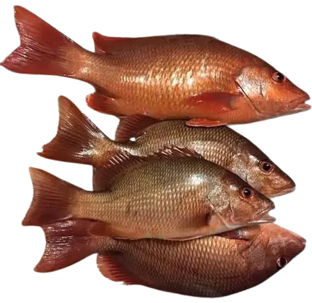 Yakh 1Kg